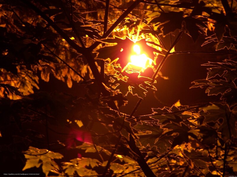Sunlight Through Leaves — Orange, Dramatic