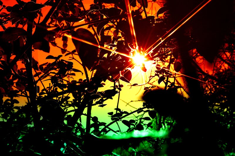 Sunlight Through Leaves — Orange