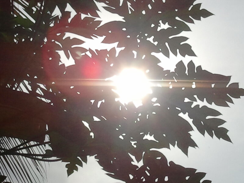 Sunlight Through Leaves