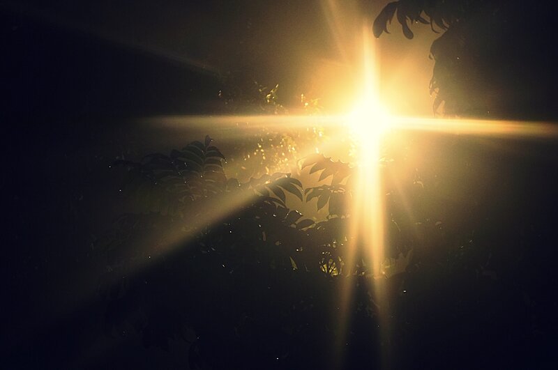 Sunlight Through Leaves — Yellow