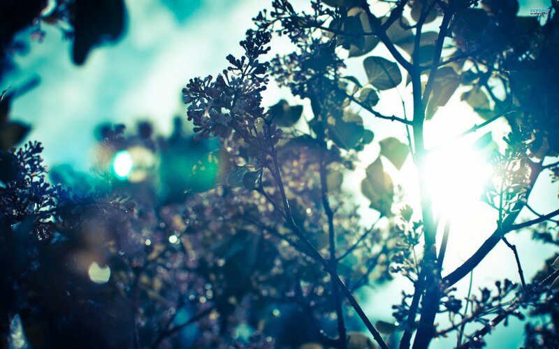 sunlight through lilac branches