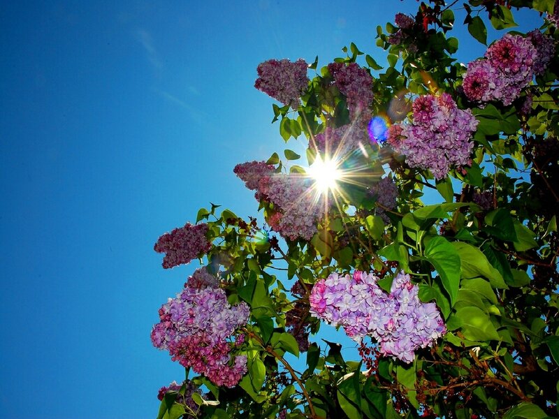 Sunlight through lilac flowers