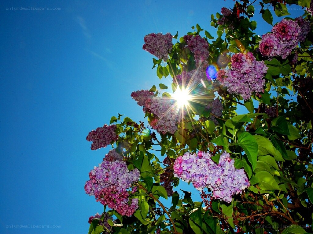 Sunlight through lilac flowers
