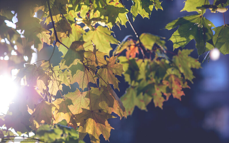 Sunlight through maple leaves
