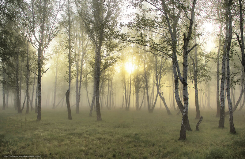 Sunlight through misty birch forest