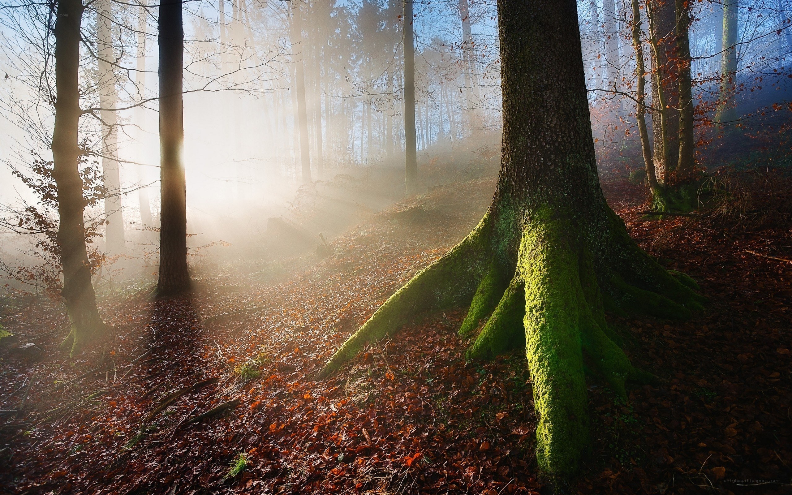 Sunlight through misty forest