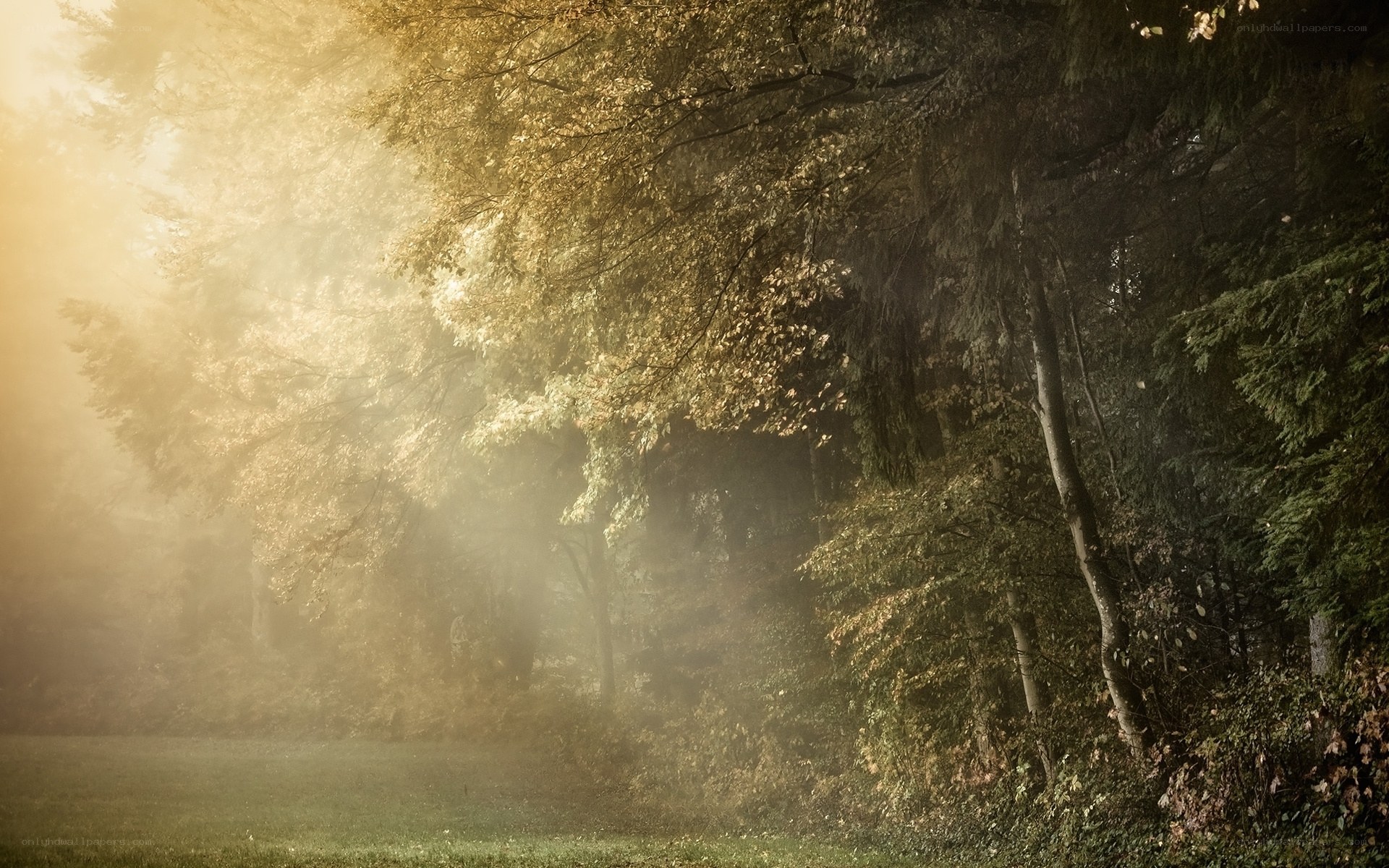 Sunlight through misty forest