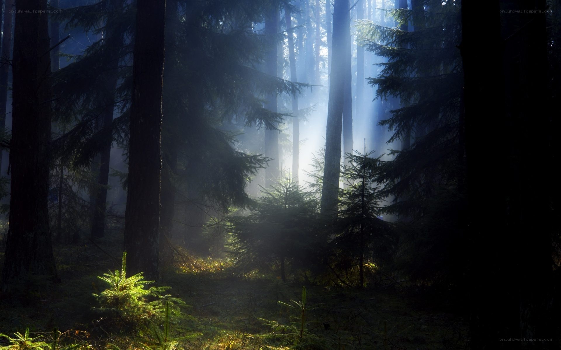 Sunlight through misty forest