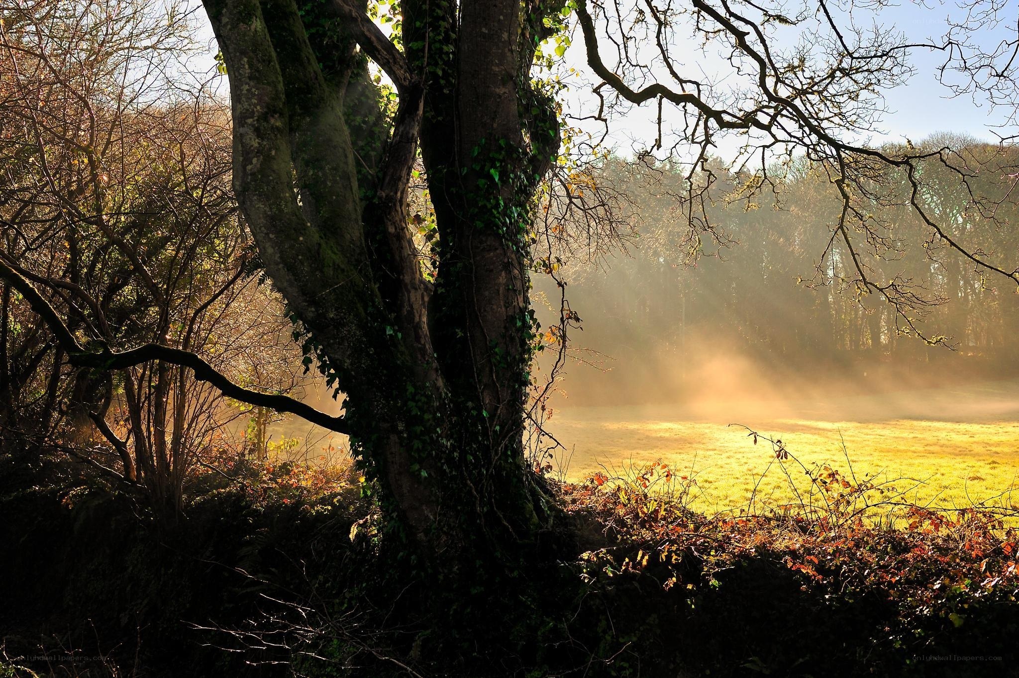 Sunlight through misty forest