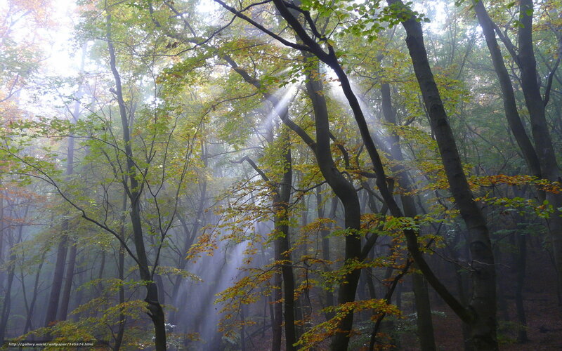 Sunlight through misty forest