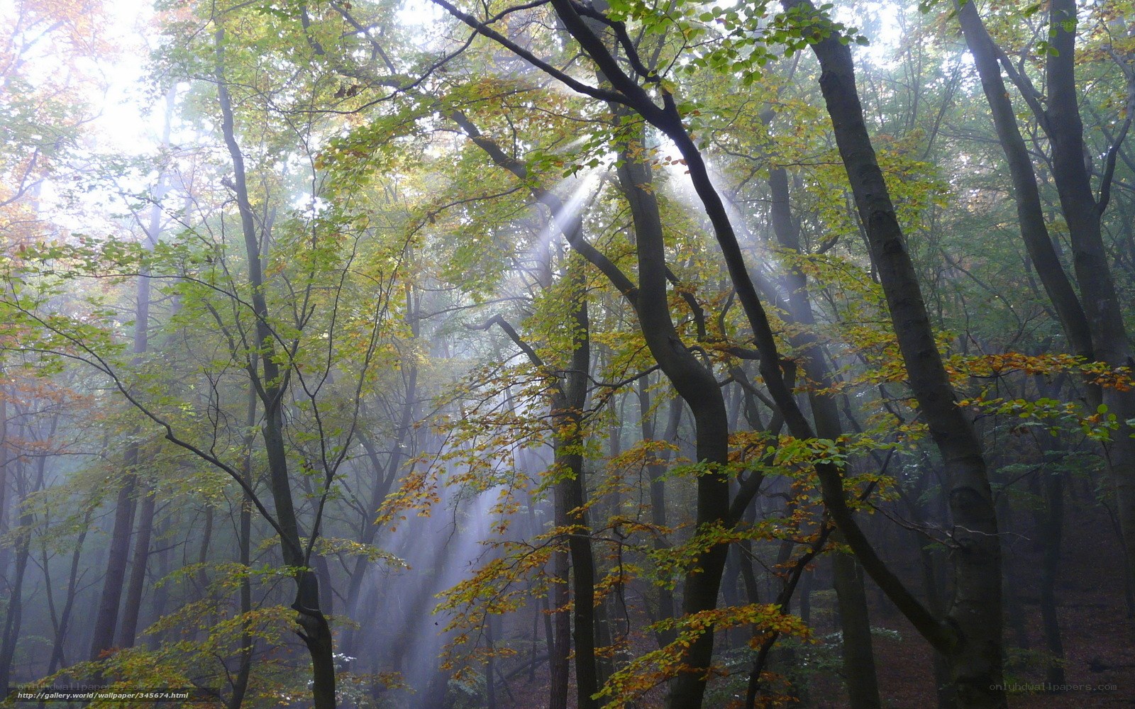 Sunlight through misty forest