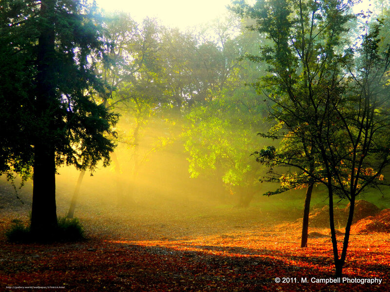 Sunlight through misty forest