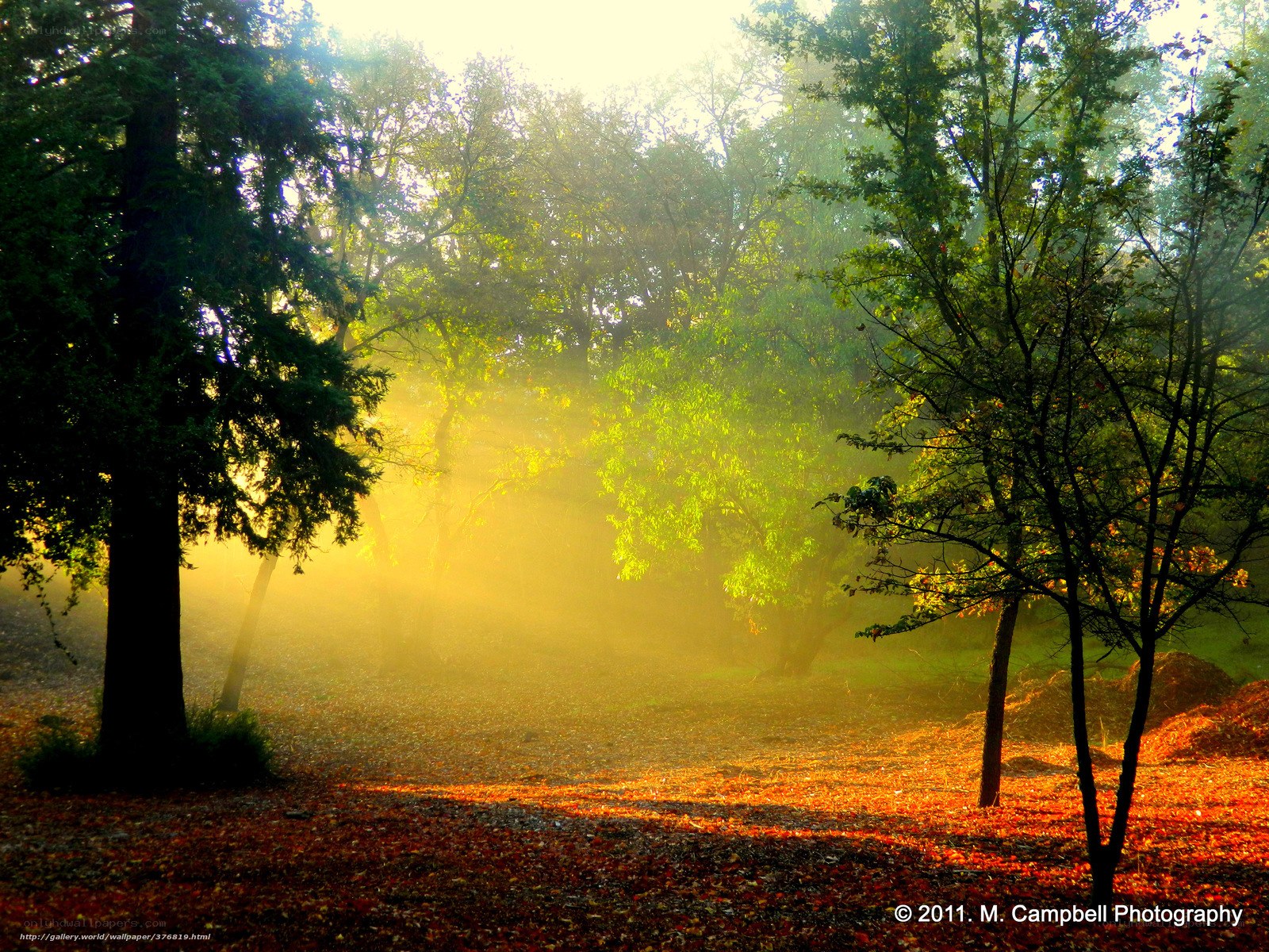 Sunlight through misty forest