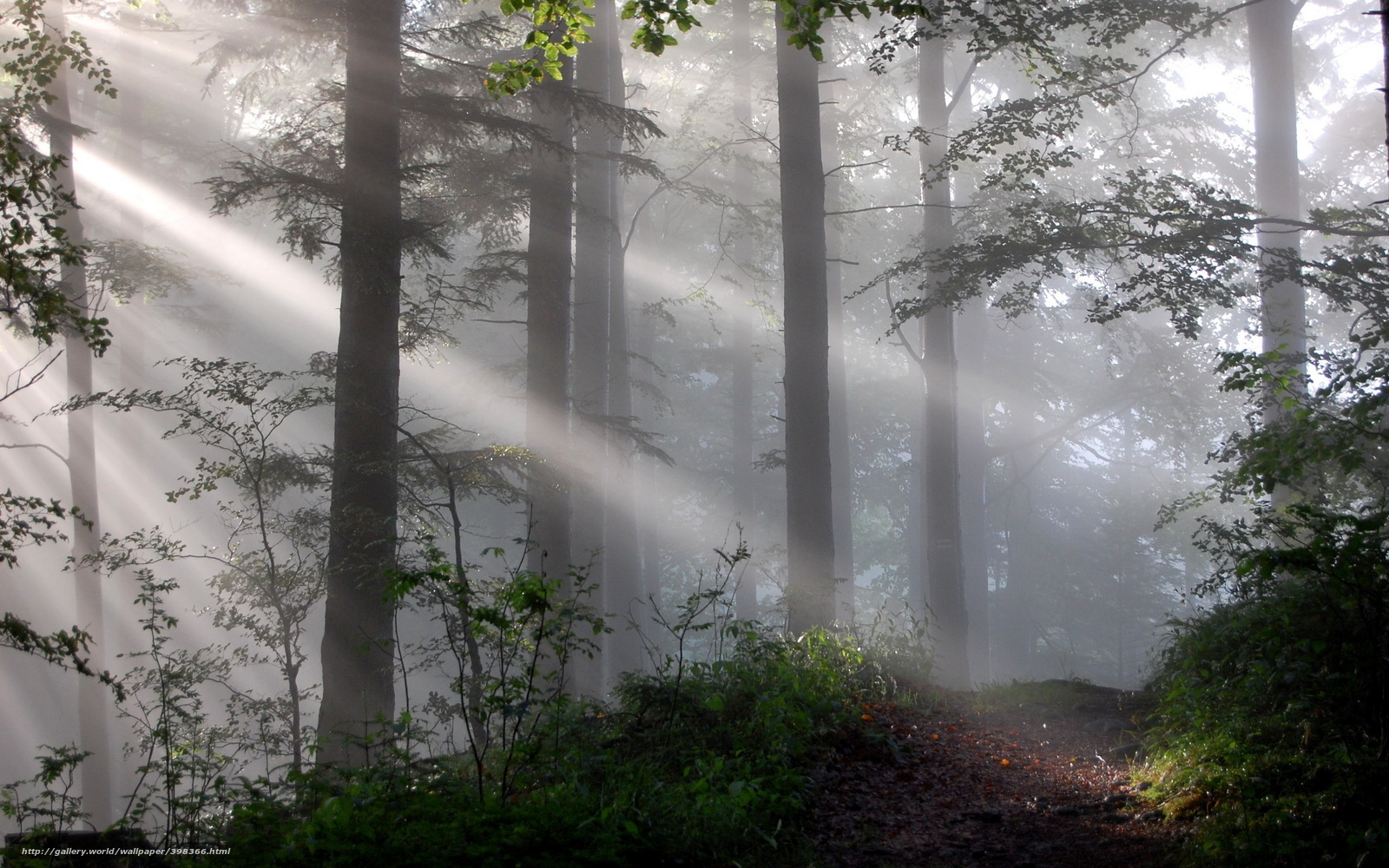 Sunlight through misty forest