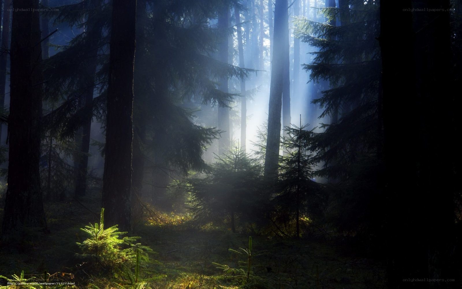 Sunlight through misty forest