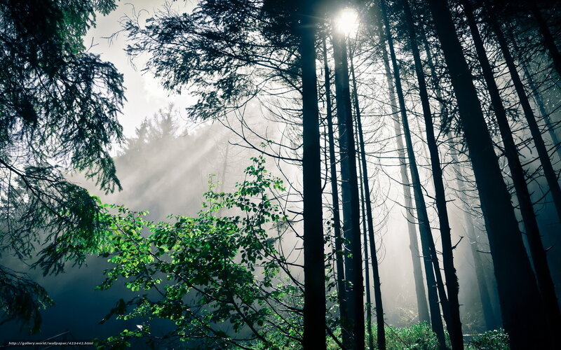 Sunlight through misty forest