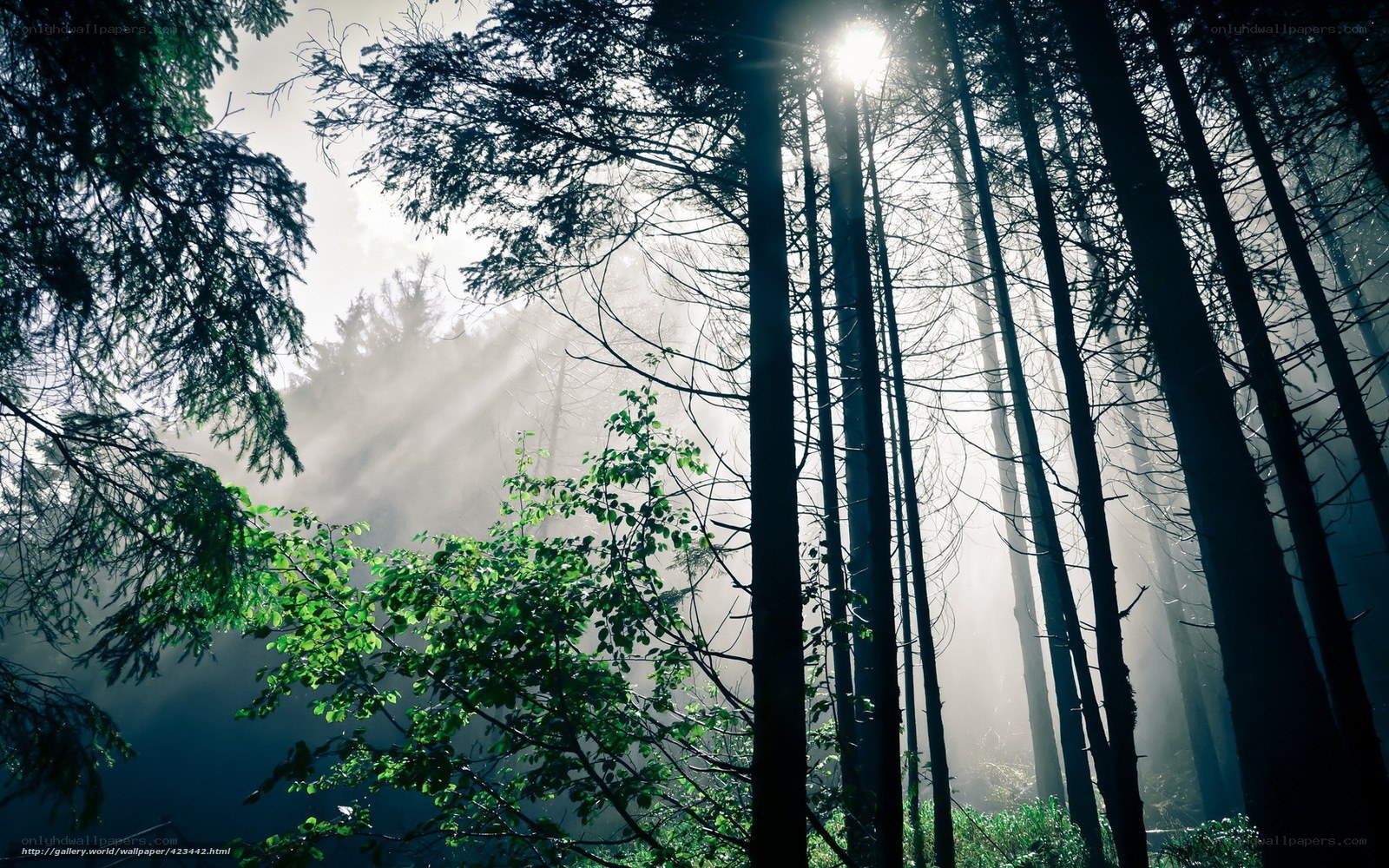 Sunlight through misty forest
