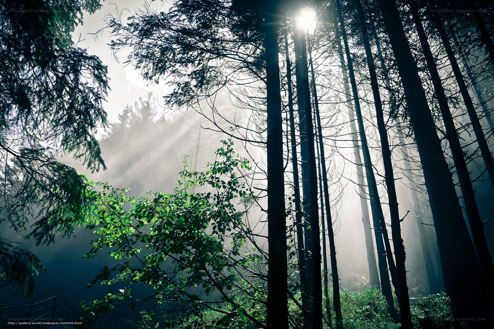 Sunlight through misty forest