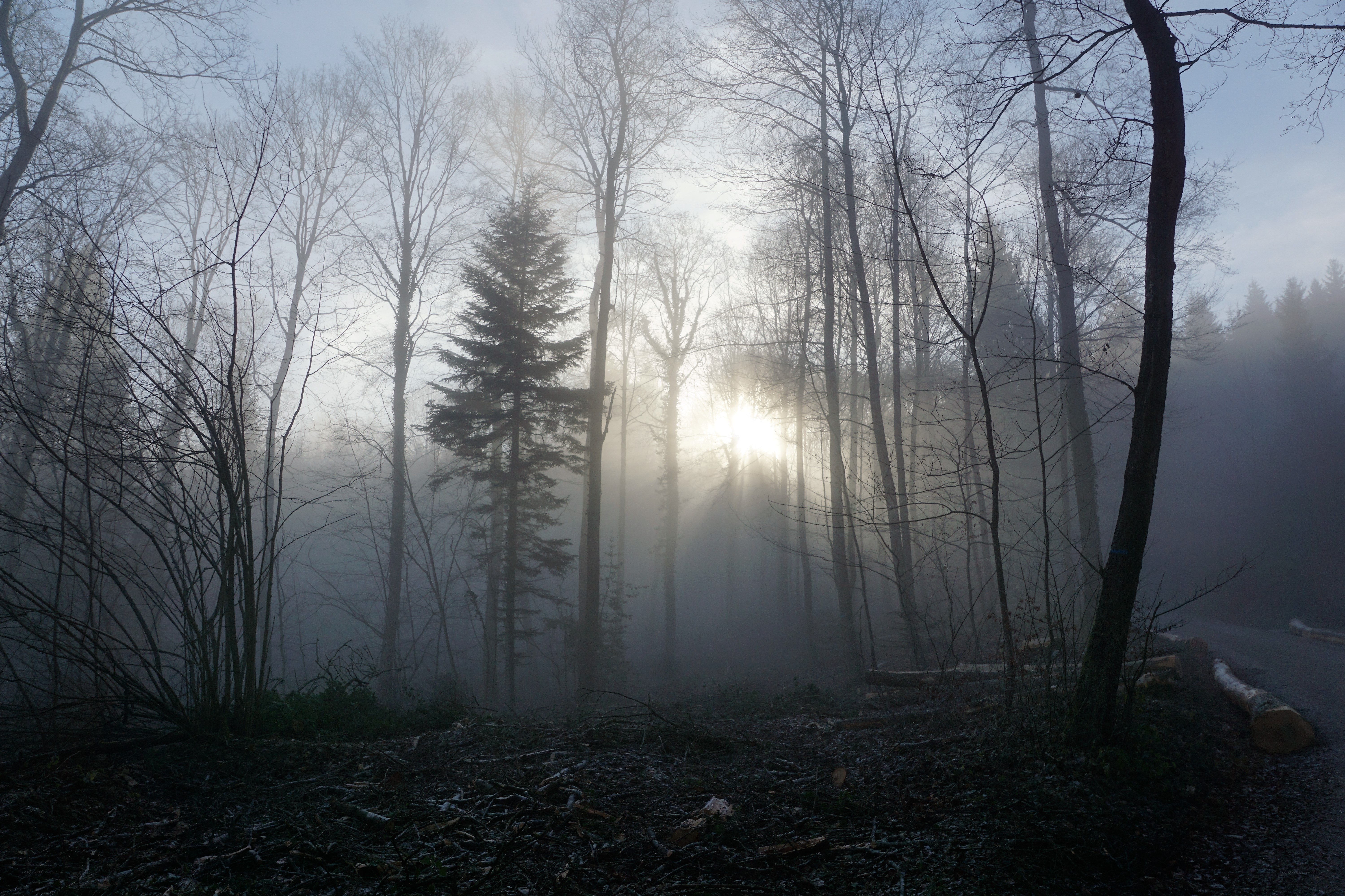 Sunlight through misty forest