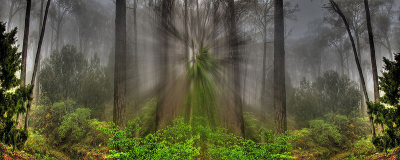 Sunlight through misty forest