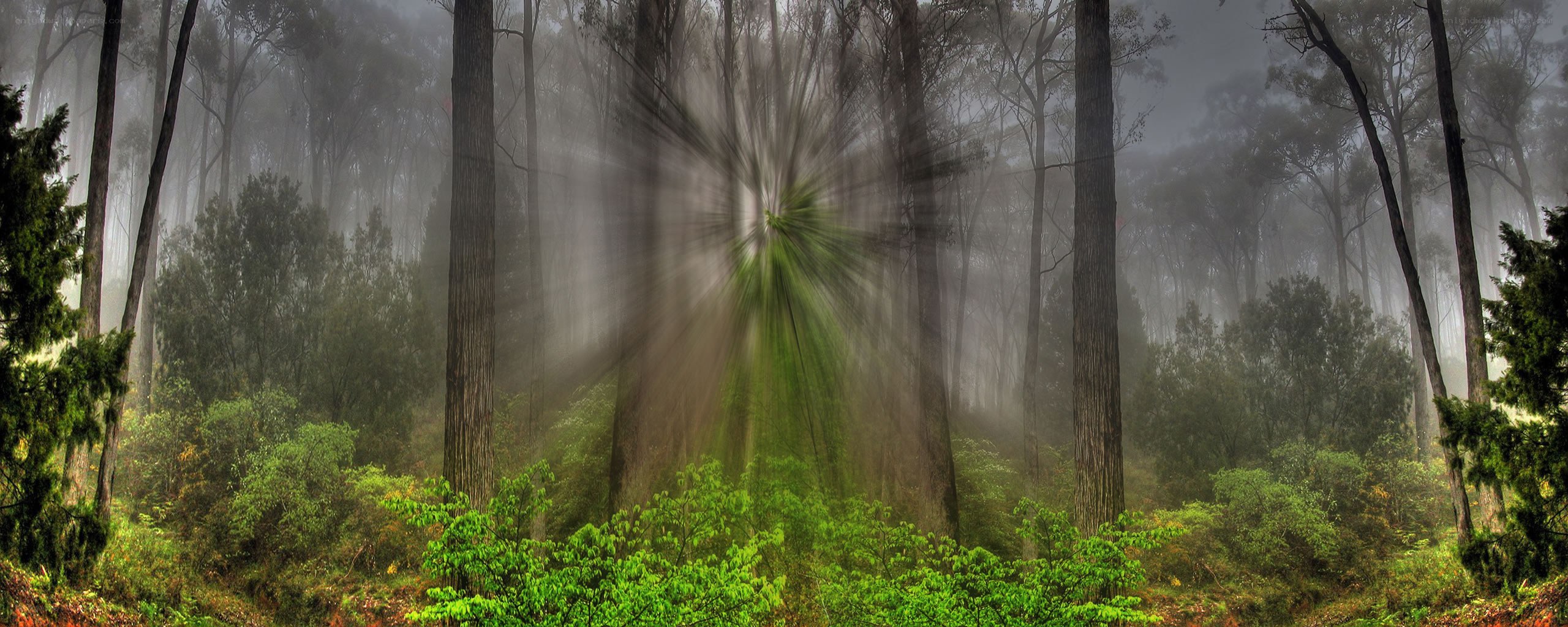 Sunlight through misty forest