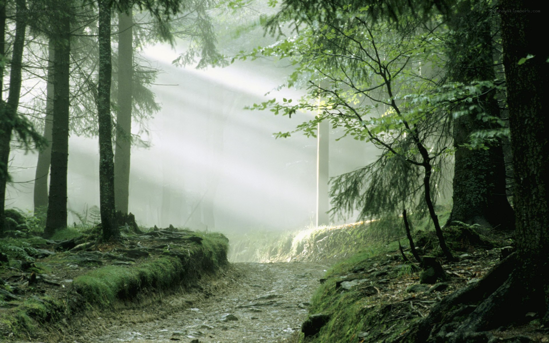 Sunlight through misty forest