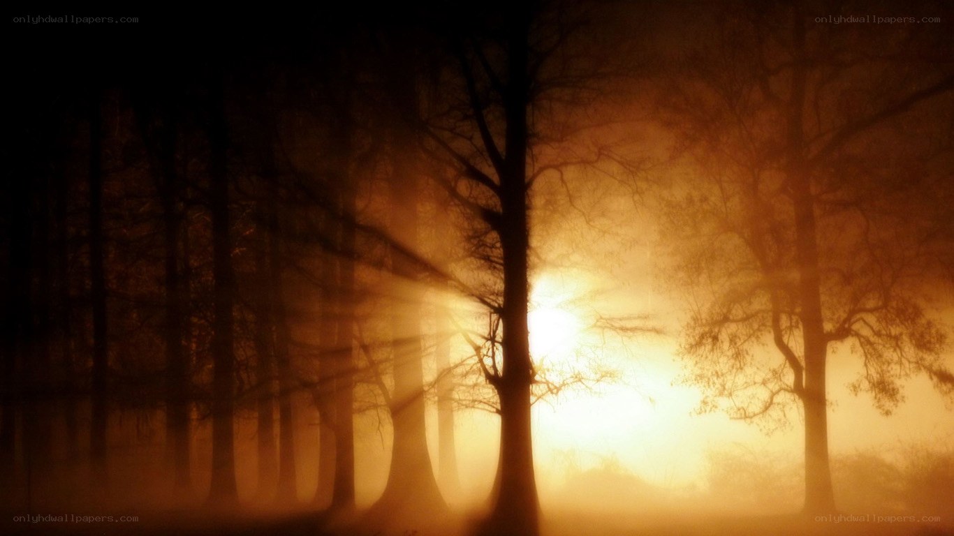 Sunlight through misty forest