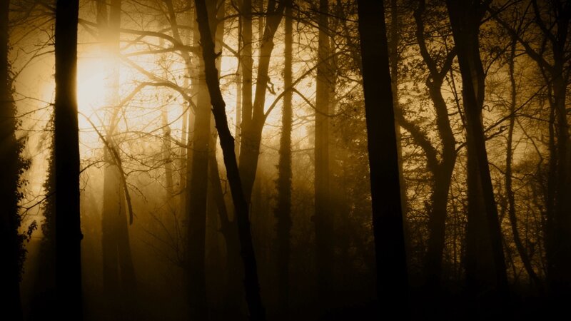 Sunlight through misty forest