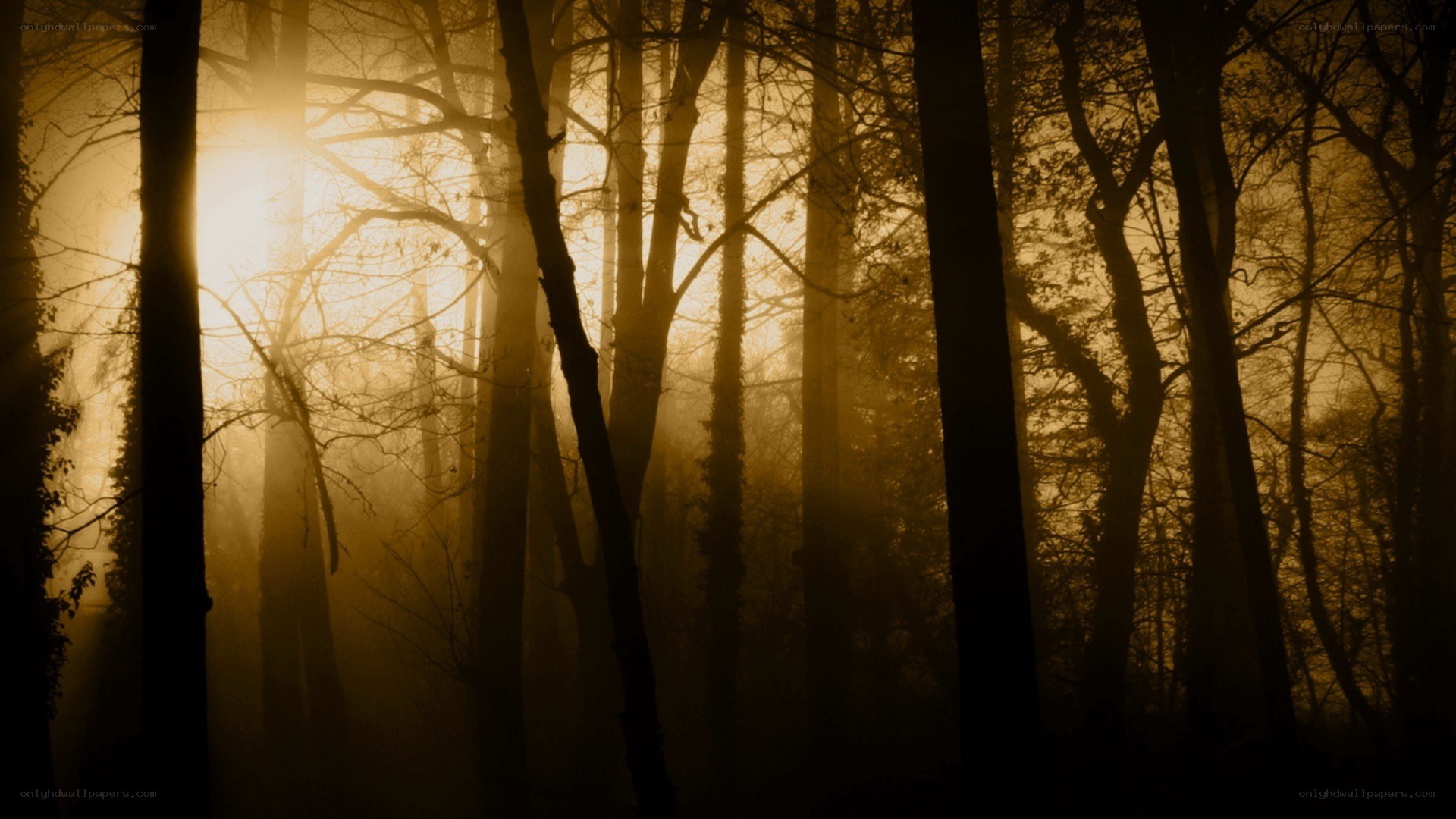 Sunlight through misty forest