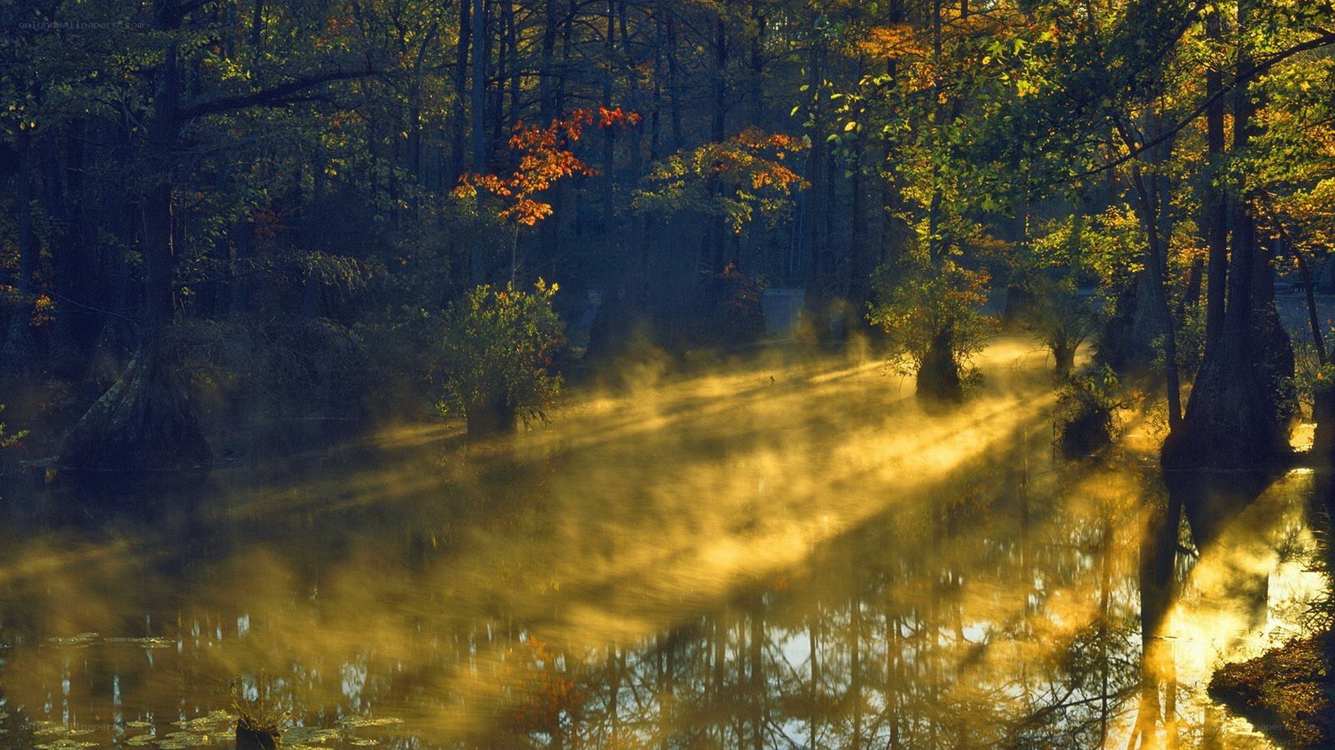 Sunlight through misty forest