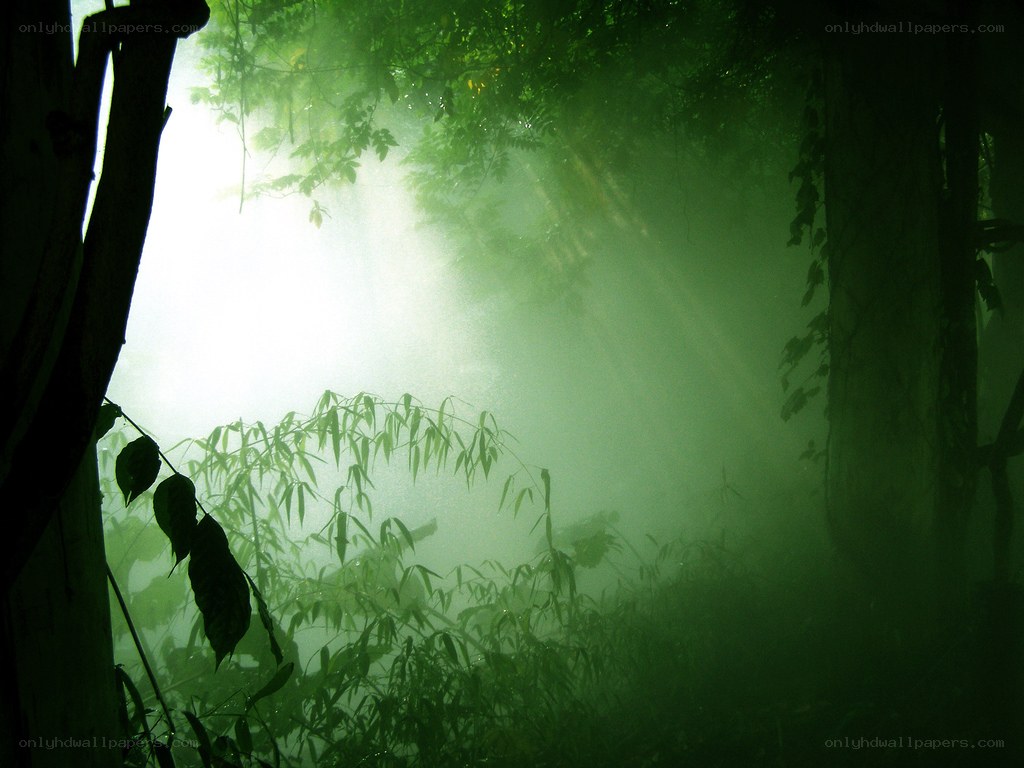 Sunlight through misty forest
