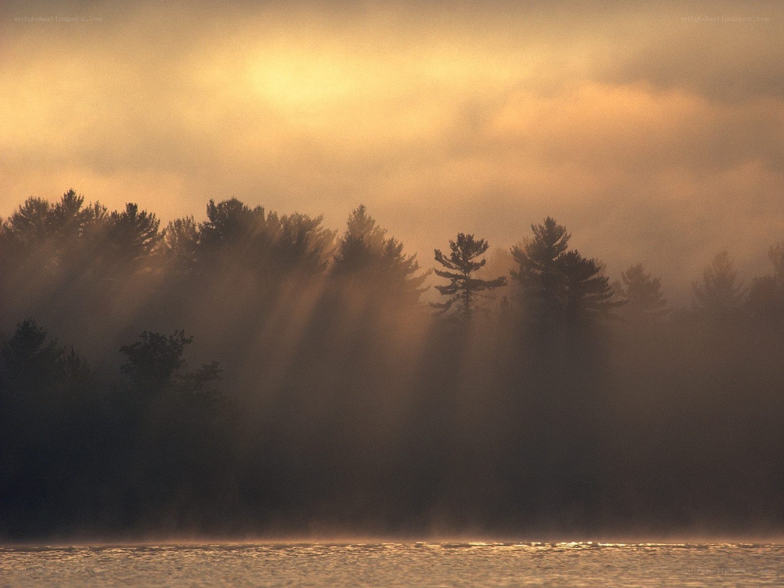 Sunlight through misty forest