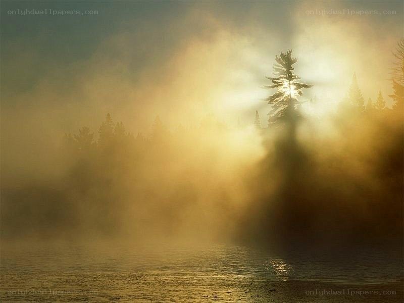 Sunlight through misty forest