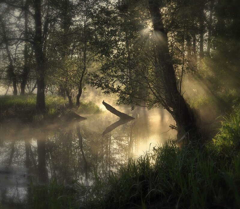 Sunlight through misty forest