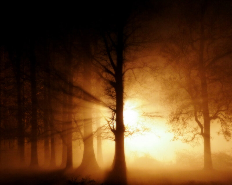 Sunlight through misty forest