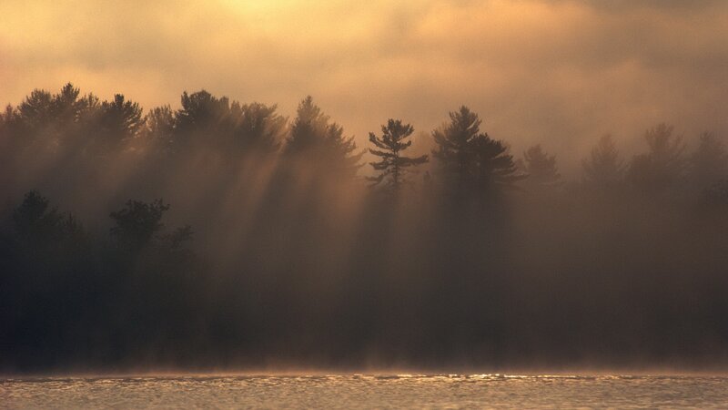 Sunlight through misty forest