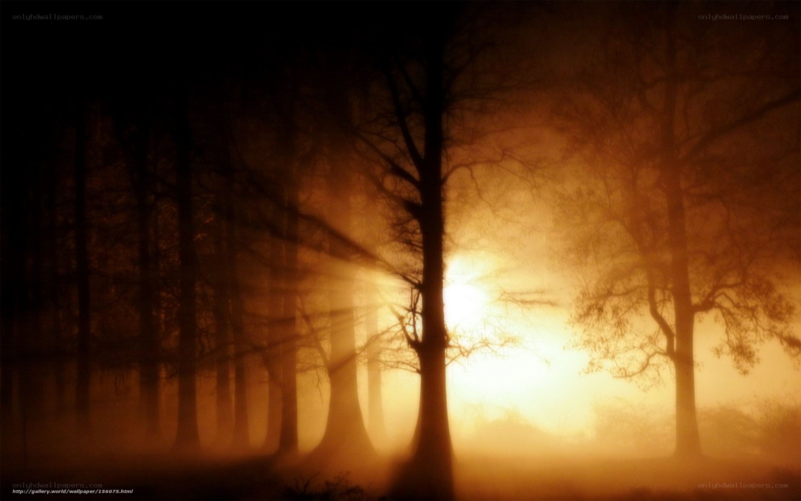 Sunlight through misty forest