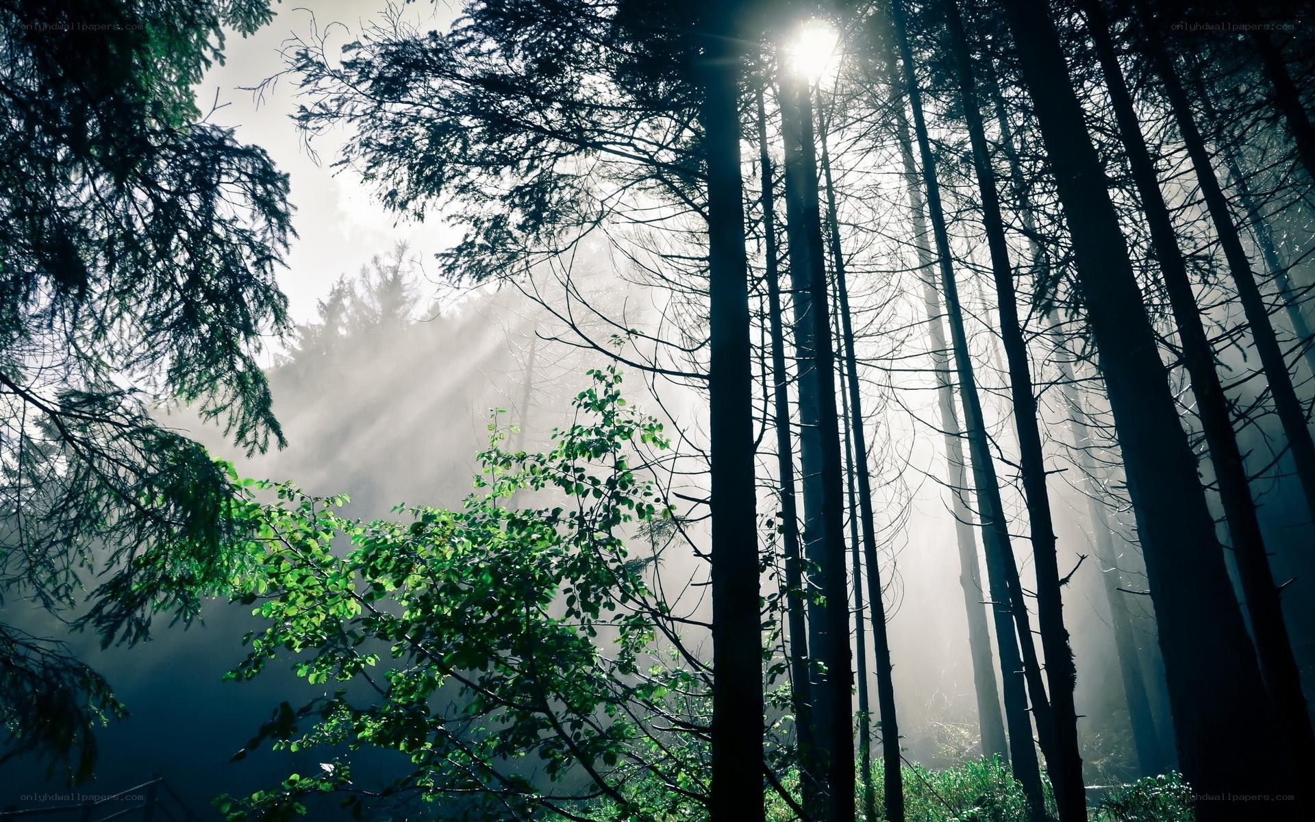 Sunlight through misty forest