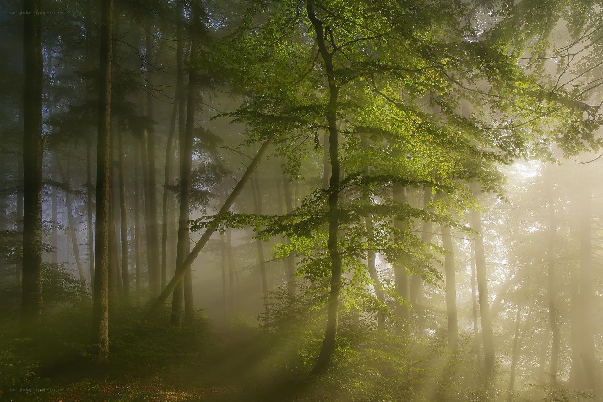 Sunlight through misty forest