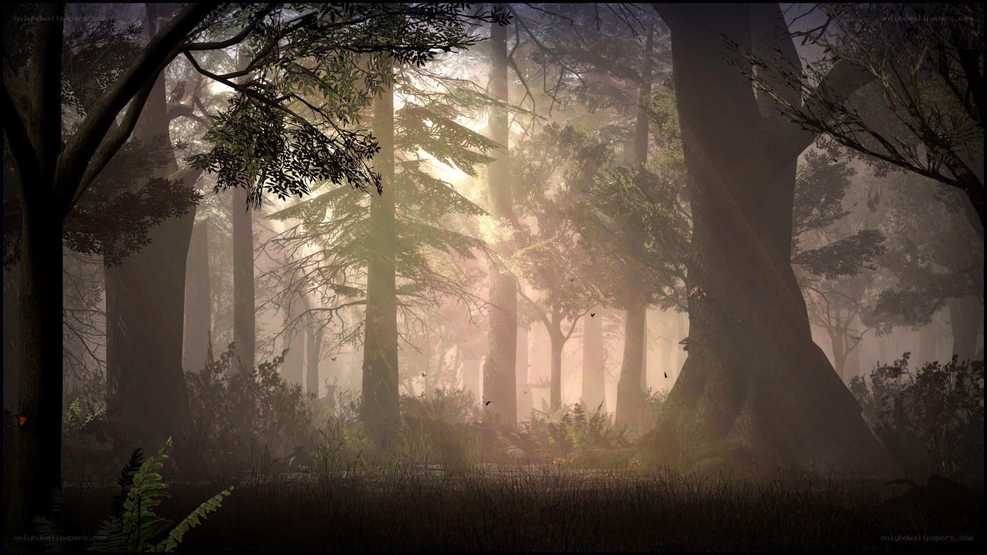 Sunlight through misty forest