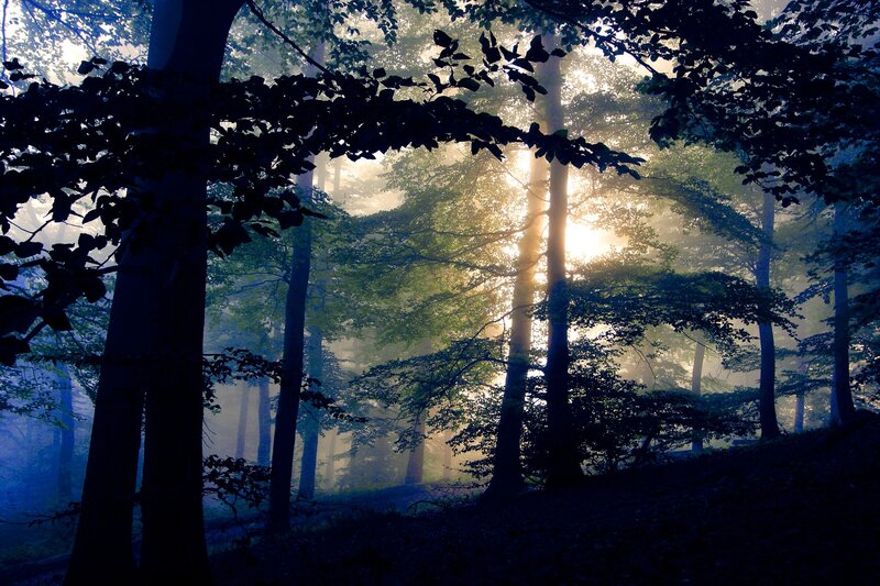 Sunlight through misty forest