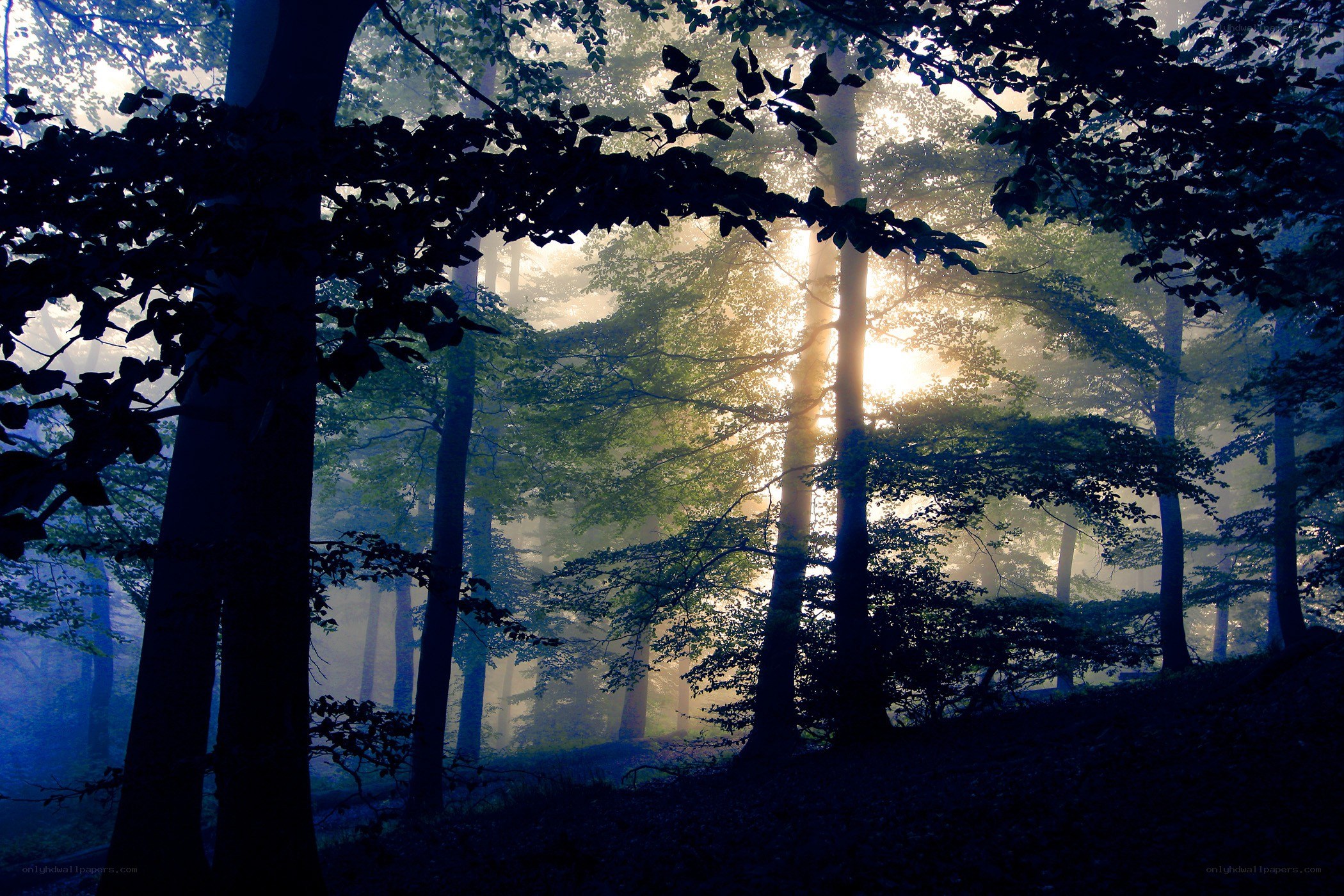 Sunlight through misty forest