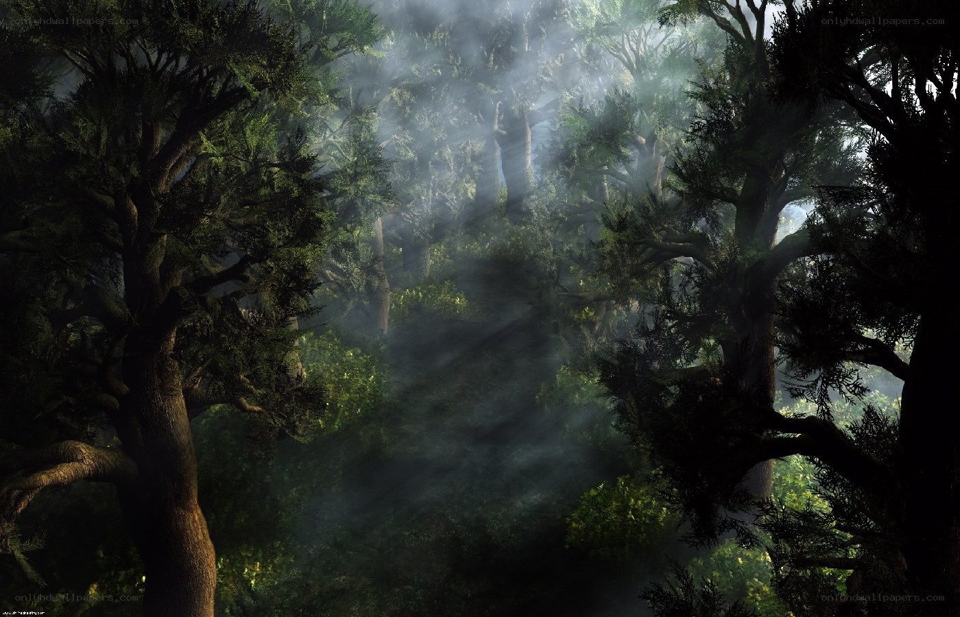 Sunlight through misty forest