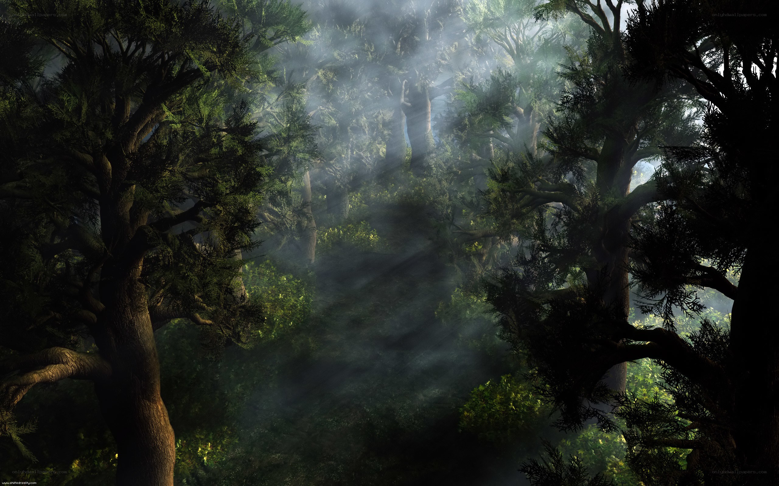 Sunlight through misty forest