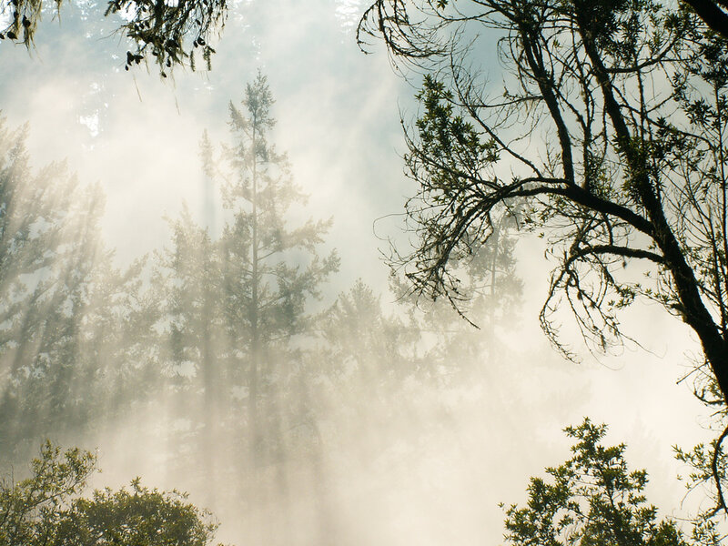 Sunlight through misty forest
