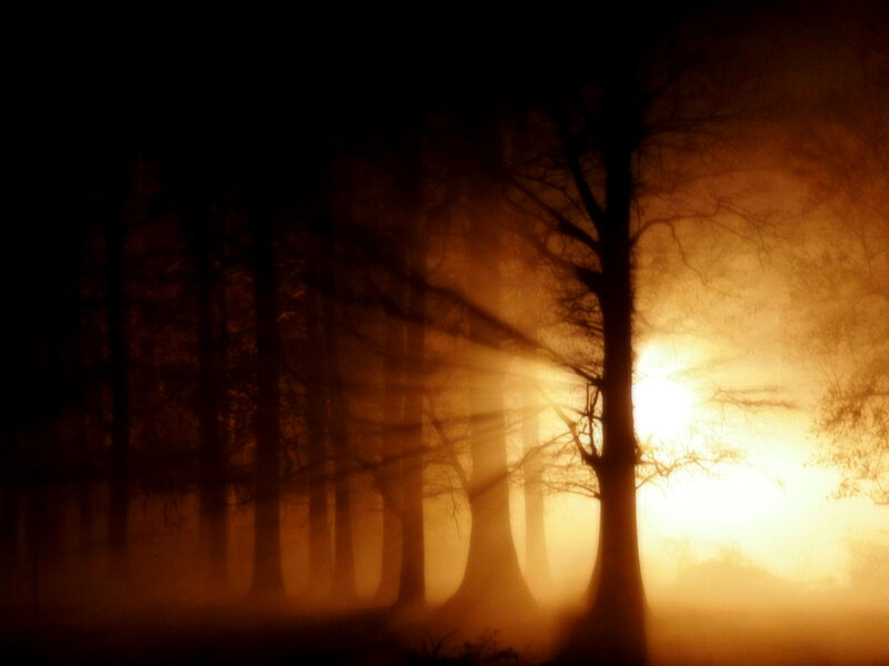 Sunlight through misty forest