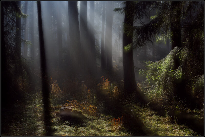Sunlight through misty forest
