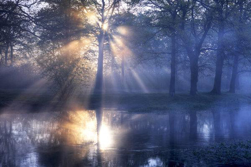 Sunlight through misty forest