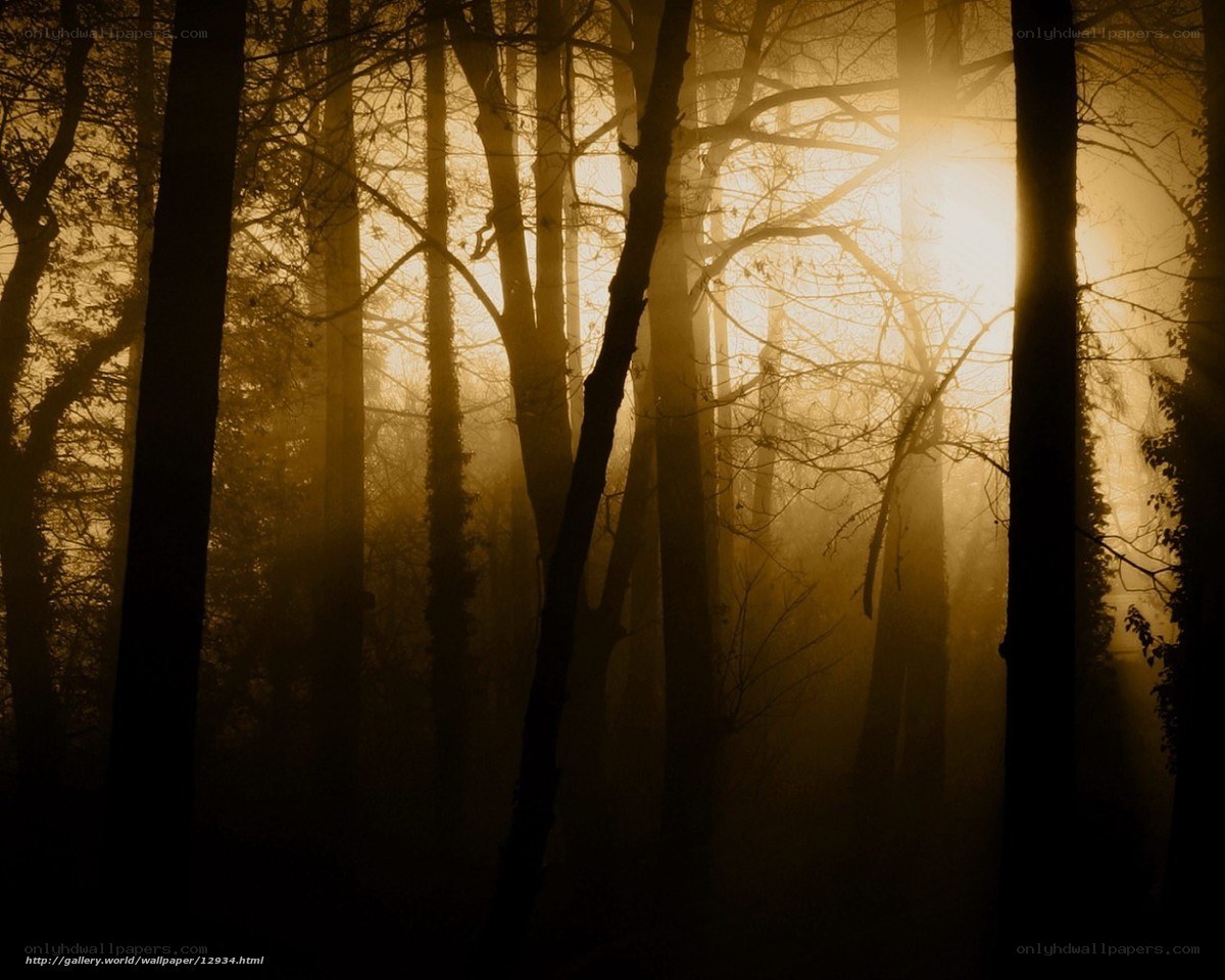Sunlight through misty forest