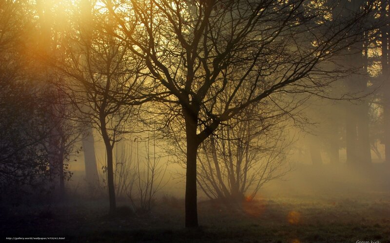 Sunlight through misty trees